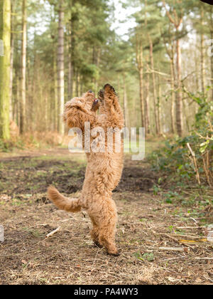 Beige Cockerpoo spielt im Wald Stockfoto