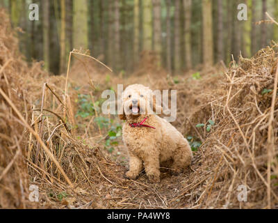 Beige Cockerpoo spielt im Wald Stockfoto