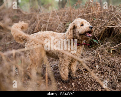Beige Cockerpoo spielt im Wald Stockfoto