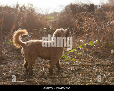 Beige Cockerpoo spielt im Wald Stockfoto