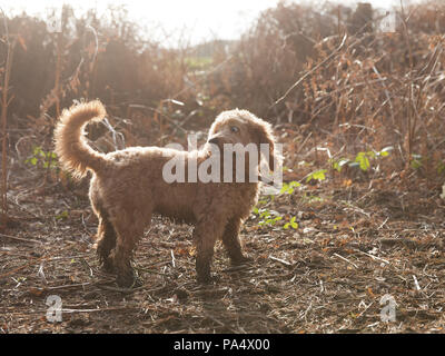 Beige Cockerpoo spielt im Wald Stockfoto