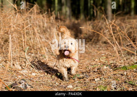 Beige Cockerpoo spielt im Wald Stockfoto