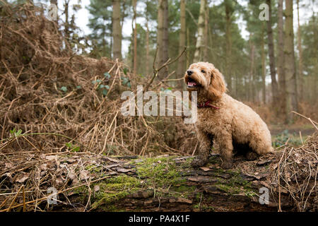 Beige Cockerpoo spielt im Wald Stockfoto