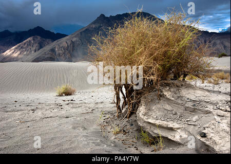 Pflanze wächst an Nubra Valley Dünen der Wüste. Landschaft des Himalaya-Gebirges. Indien, Ladakh, Höhe 3100 m Stockfoto