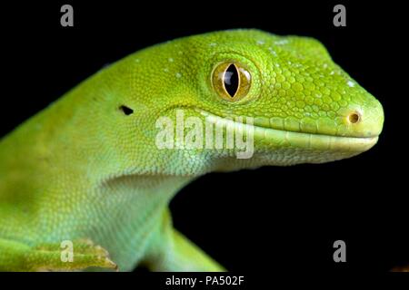 Die Auckland Green Gecko (Naultinus elegans) ist eine Pflanzenart aus der Gattung der Gecko nur in der nördlichen Hälfte der Nordinsel von Neuseeland gefunden. Stockfoto