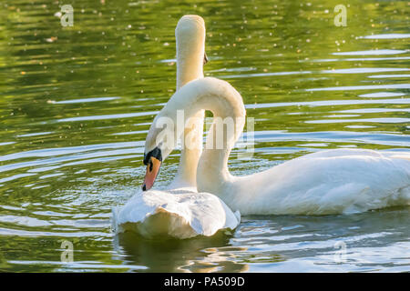 Paar weiße, Höckerschwäne in Liebe, vor der Paarung schwimmend auf See bei Sonnenuntergang. männliche Schwan zart berühren seine Partner Flügel mit seinem Schnabel. Stockfoto