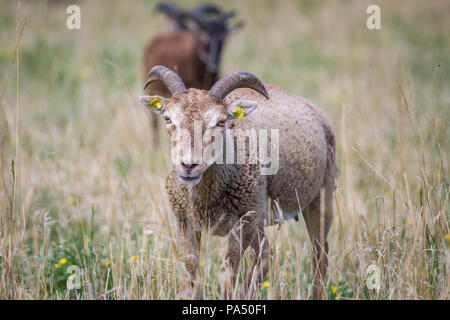 Soay-schafe als Schafe (Ovis aries) Stockfoto