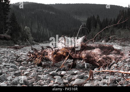 Baumstamm auf Steinen Stockfoto