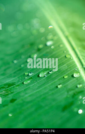 Closeup selektiven weichzeichner Regentropfen auf Green Banana leaf Oberfläche, regen Tropfen Stockfoto