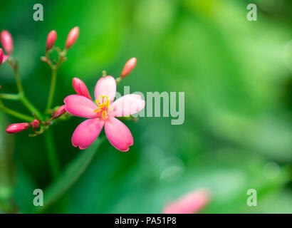 Wilde rosa Blume auf Verschwommene grüne Blätter Hintergrund Stockfoto