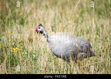 Gruppe von Behelmten guineafowl (Numida meleagris) in Gefangenschaft Stockfoto