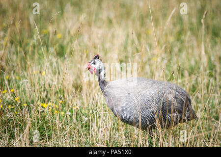 Gruppe von Behelmten guineafowl (Numida meleagris) in Gefangenschaft Stockfoto