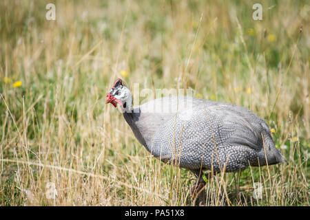 Gruppe von Behelmten guineafowl (Numida meleagris) in Gefangenschaft Stockfoto