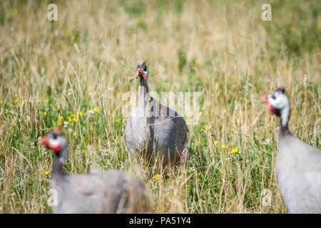 Gruppe von Behelmten guineafowl (Numida meleagris) in Gefangenschaft Stockfoto