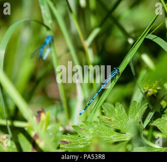 Hufeisen-azurjungfer Männlich Stockfoto