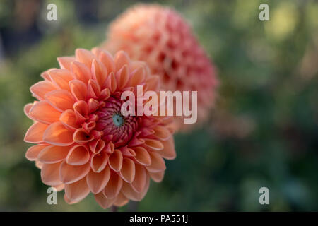 Dahlie Blume Köpfe, eine im Fokus und hinter nicht im Fokus, bei Tageslicht fotografiert. Stockfoto