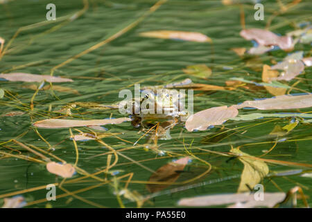 Happy Frosch in einen Teich. Frösche in einem schönen frisches Wasser Teich in der Schweiz Stockfoto