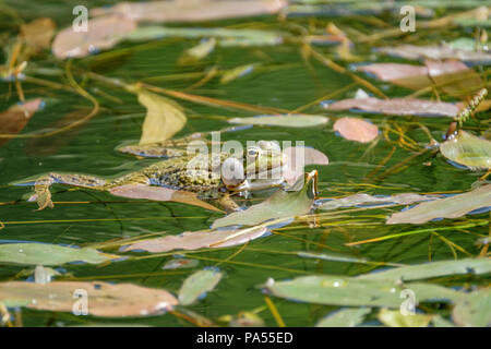 Der Anruf von einem Frosch. Frösche in einem schönen frisches Wasser Teich in der Schweiz Stockfoto