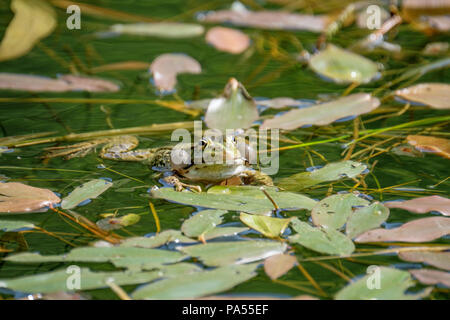 Gerne männliche Frosch, Prüfung, seine vocal sacs. Frösche in einem schönen frisches Wasser Teich in der Schweiz Stockfoto