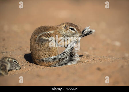 Borstenhörnchen (Xerus Inauris) Pflege, Kgalagadi Transfrontier Park, Northern Cape, Südafrika Stockfoto