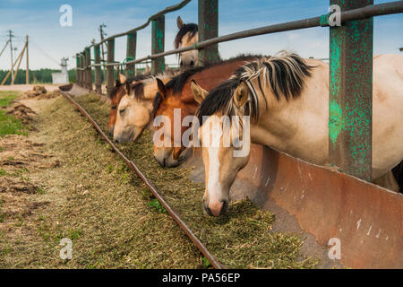 Hungrig Pferde in der Pen Stockfoto