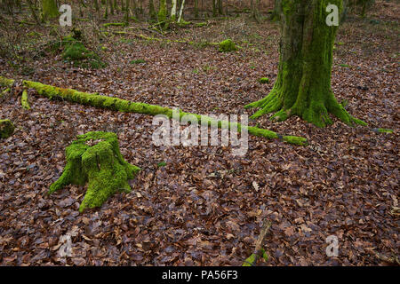 Blick auf einen Wald im Winter mit einem kleinen und großen Kofferraum und einem großen Zweig mit grünen Flechten mit Laub bedeckt, die Sie umgeben Stockfoto