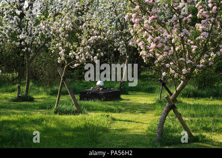 Dessert apple Bäume in Blüte Anfang Mai in einem kleinen Obstgarten in einem Garten in der Nähe von Caernarfon, Wales, UK. Der Altar ist aus wiederverwendeten Dacheindeckung Schiefer. Stockfoto