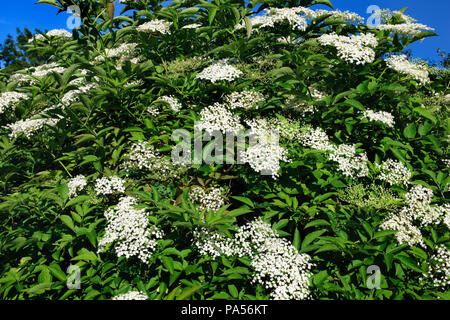 Ein Ältester Strauch (Sambucus nigra L, Familie Caprifoliaceae) in Blüte Ende Juni in einem bewaldeten Garten in der Nähe von Caernarfon, Wales, UK. Stockfoto