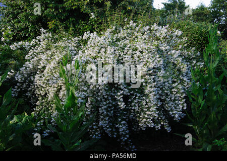Ein Cornus alba 'Sibirica ('Mock Orange') Strauch (Wahrscheinlich microphyllus) in Blüte Ende Juni in einem Gebüsch in der Nähe von Caernarfon, Wales, UK. Stockfoto