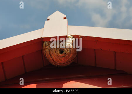 Nest der Norwegischen Wespen (Dolichovespula norwegica) aus Papier aus Holzschliff unter dem Dachvorsprung gebildet, an der Spitze eines Gartens in Wales, Großbritannien. Stockfoto