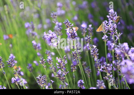 Schmetterling in einem Lavendelfeld in der französischen Provence Stockfoto