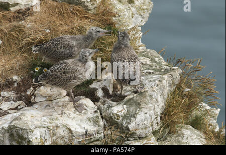 Drei süße Silbermöwe (Larus argentatus) Küken stehen am Rand der Klippe an ihren Nistplatz im Vereinigten Königreich. Stockfoto