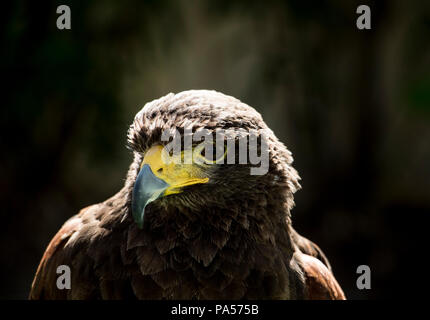 Nahaufnahme eines Hawk. Schöne makro Blick auf einen braunen Falcon. Stockfoto