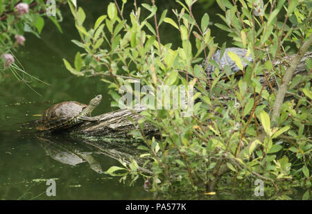 Eine hübsche Yellow-bellied Schieberegler (TRACHEMYS SCRIPTA scripta) oder Wasser Schildkröte stehend auf einem Baumstamm im Wasser in Großbritannien. Stockfoto