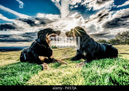 Zwei Rottweiler auf einem Hügel bei Sonnenuntergang Stockfoto