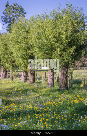 Willow Bäume in Wegrow County, Masowien, Polen Stockfoto