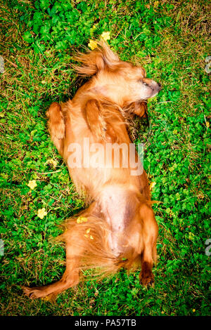 Lächelnde Hund liegend auf grünem Gras Stockfoto