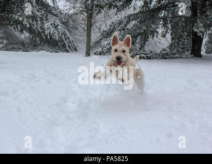 Irish Soft Coated Wheaten Terrier Welpen bounding durch den Schnee an einem kalten Wintertag. Stockfoto