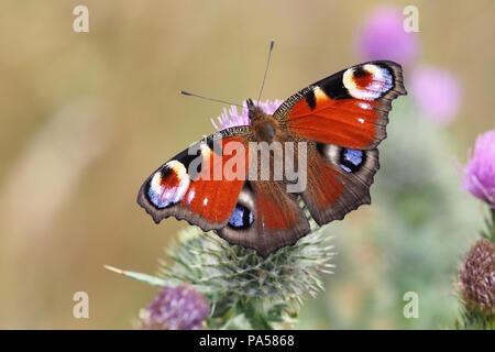 Tagpfauenauge (Nymphalis io) auf Thistle thront. Tipperary, Irland Stockfoto