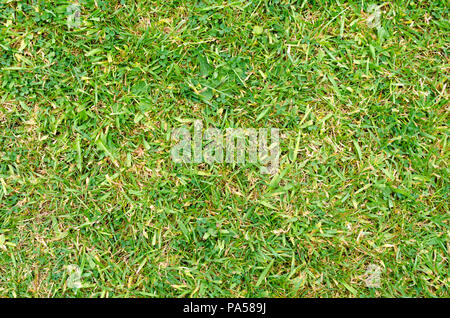 Ein Hintergrundbild mit einem Rasen Stockfoto