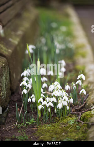 Blühenden weißen Schneeglöckchen, in einer Kirche Yard, Cheshire, Großbritannien Stockfoto