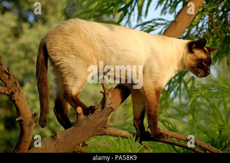 Kat. In einem Baum Siam. Chat. Siamois dans un Arbre. Felis catus. Stockfoto