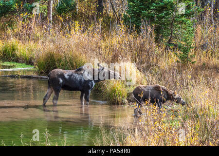 Weibliche Elche und Kalb in bewaldetem Gebiet entlang Kebler Pass in West Elk Mountains in der Nähe von Crested Butte, Colorado. Stockfoto