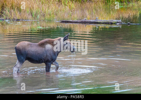 Elche in bewaldetem Gebiet entlang Kebler Pass in West Elk Mountains in der Nähe von Crested Butte, Colorado. Stockfoto