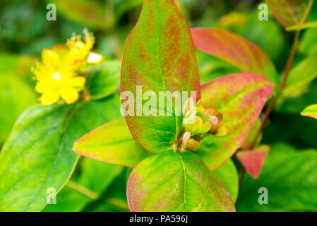 Hypericum "magischen Universum' Blumen in einem Britischen inländischen Garten wachsenden Stockfoto