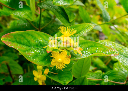 Hypericum "magischen Universum' Blumen in einem Britischen inländischen Garten wachsenden Stockfoto