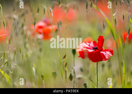 Mohnblumen Gegenlicht der Sonne in einem Feld in der Nähe von North Downs Boxley, Maidstone, Kent, Großbritannien. Stockfoto