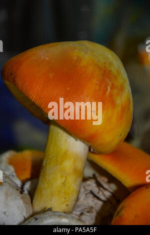 Caesar's Pilz (Amanita Caesarea). Die leckersten Pilze in der Welt. Eine der populärsten und gefragtesten Speisepilze. Stockfoto