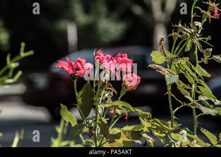 Die Blumen, die überschattete sie. ein Auto im Hintergrund Stockfoto