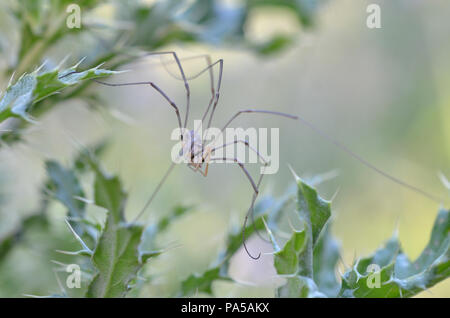 Nahaufnahme Makroaufnahme eines Daddy Long Leg Spinne kriecht nach unten einige Unkräuter Stockfoto